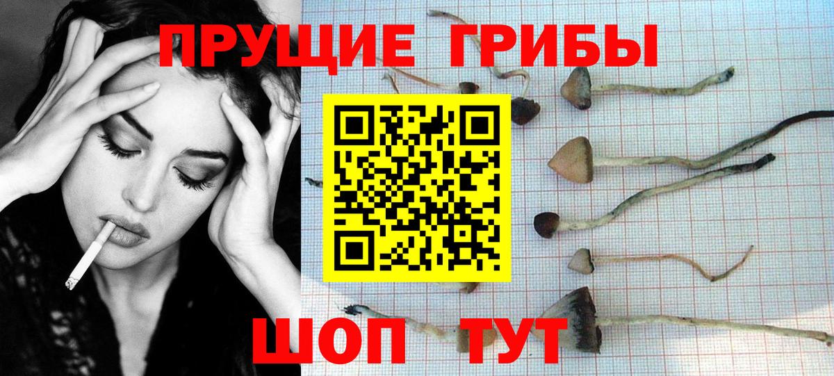 Серпухов  Псилоцибиновые грибы Cubensis  как найти закладки  Вход с VPN  Псилоцибиновые грибы GOLDEN TEACHER 